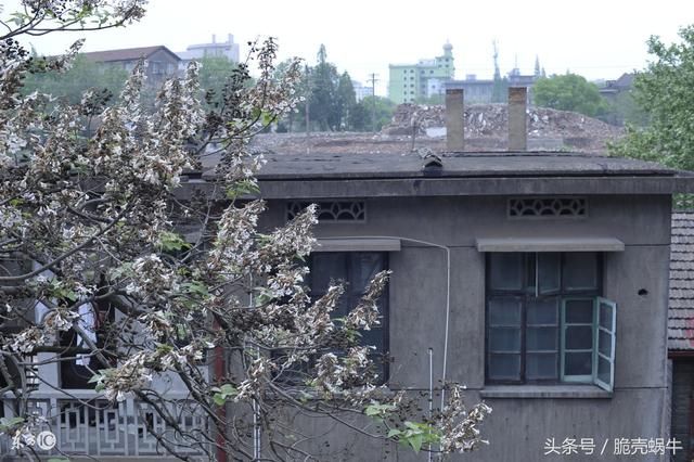 征收拆迁中突击抢建,栽树怎么去做