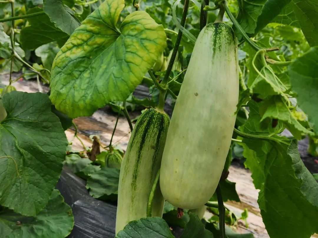 羊角蜜闻着香,咬着脆,甜到醉!