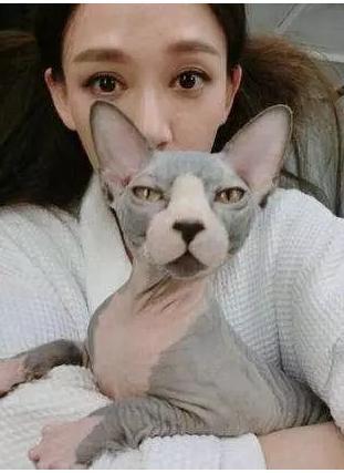 霍思燕家的猫生了5只值15万的小崽,王思聪家连