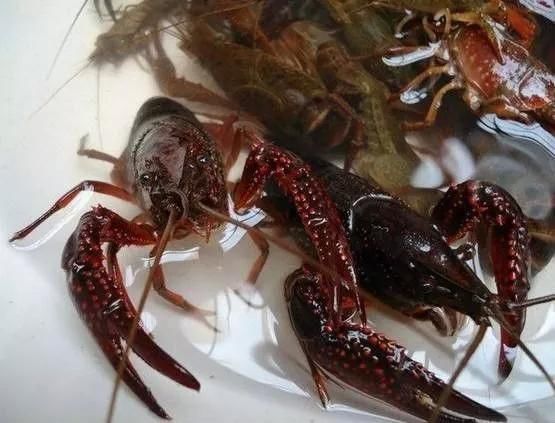 2018-2019年最火爆最赚钱的养殖项目你知道吗