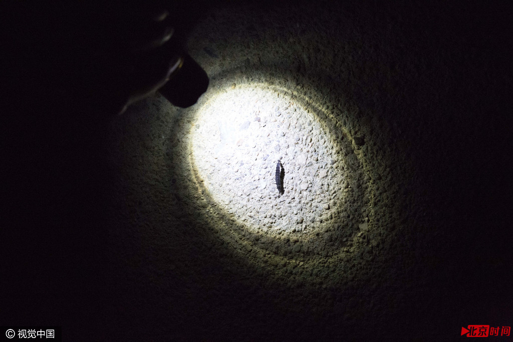 岳桦自2014年起开始关注全国各地络绎不绝的萤火虫展，他回到他的家乡宁都对萤火虫的捕捉和交易进行了调查。在南昌近日举行的一场放飞活动中，他站在活动现场的售票处劝告人们不要买票，不要成为助推野外捕捉的参与者，但应者寥寥。岳桦自2014年起开始关注全国各地络绎不绝的萤火虫展，他回到他的家乡宁都对萤火虫的捕捉和交易进行了调查。去年他和几位志愿者成立了名为“萤火虫生态线”的志愿者组织，旨在保护萤火虫野外种群和栖息地。据他们统计，去年和今年各地的展览都不少于80场。他们还统计了淘宝上那些可见的小宗交易，结果是，绝大多数供展出的虫子都来自于他的家乡宁都。