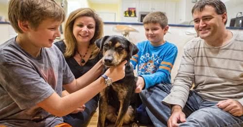 每当到深夜主人睡觉之后,狗狗的样子完全变了