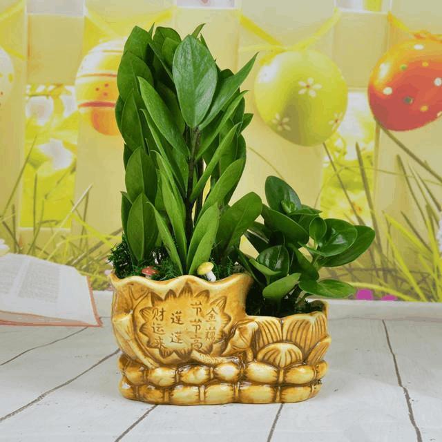 乾言堂:盆栽风水有讲究, 适合自己生肖的盆栽最旺财 乾言堂:盆栽风水有讲究, 适合自己生肖的盆栽最旺财