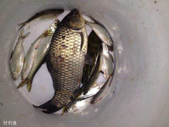 冬钓鲫鱼用什么饵最好?椰汁鸡蛋诱鱼效果强