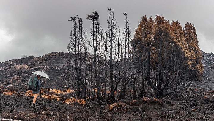 图为火灾被烧树木。