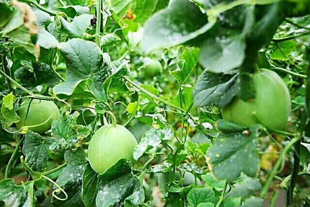 山西运城王范乡霍赵村的甜瓜远近闻名,畅销全