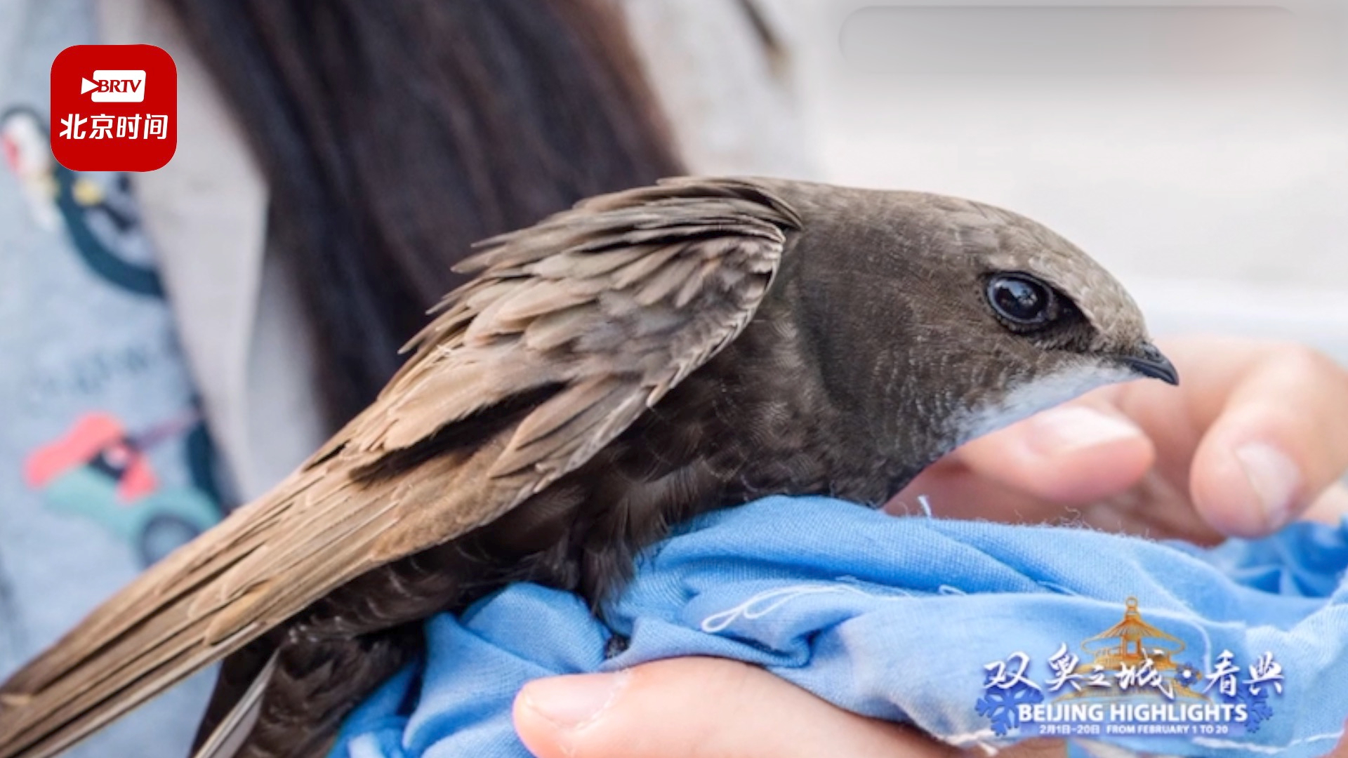 中轴线龙睛之地正阳门 北京雨燕年年来这里 中轴线龙睛之地正阳门 北京雨燕年年来这里