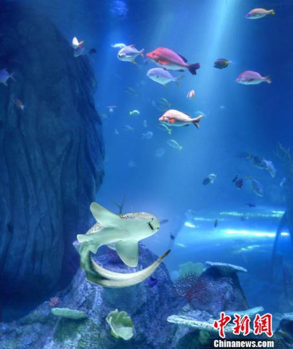 中国首家sea life海洋探索中心重庆开业