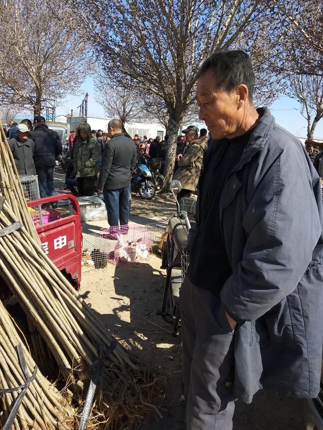 农村大叔种玉米不值钱,现在栽植树苗,栽植数苗