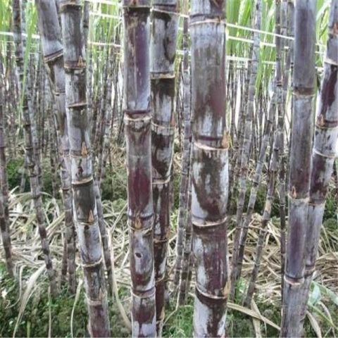 空腹时吃下这个 排出肺里的毒素 吸烟者再也不