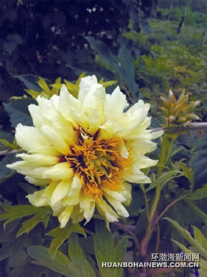 奇!牡丹花三伏天再度开花(图)