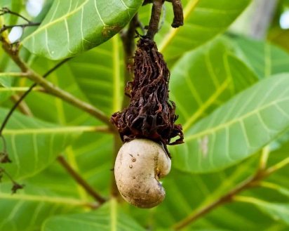 女人不想头发白的太快,建议多吃这几物,头发乌