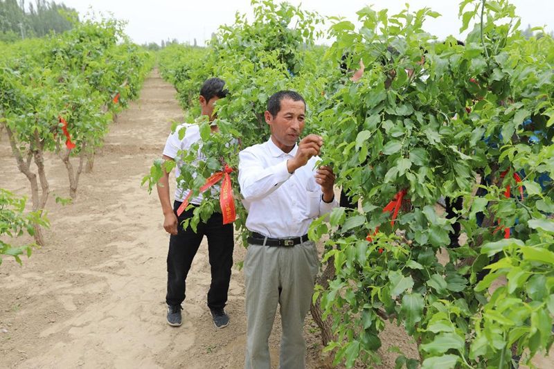 农村淘宝在新疆发起订单农业 一千农户喜迎亩