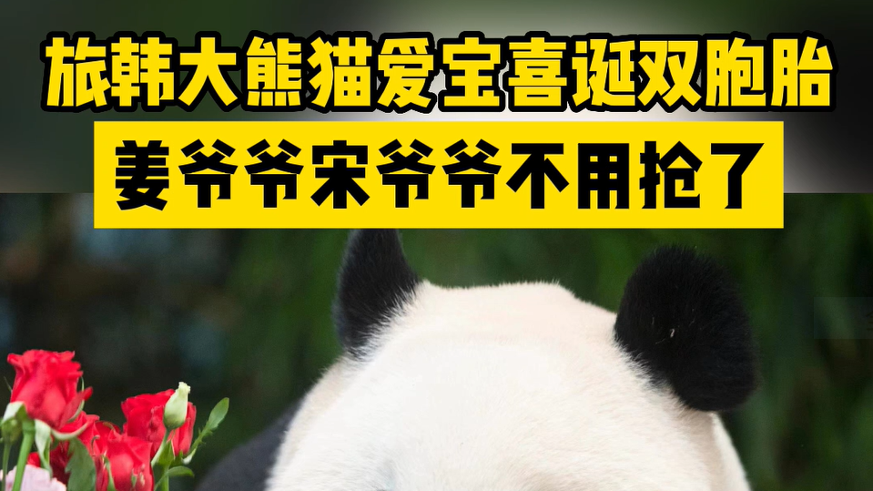 旅韩大熊猫爱宝喜诞双胞胎 姜爷爷宋爷爷不用抢了