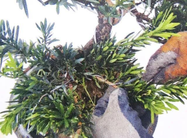 中国人大都爱罗汉松,图解罗汉松盆景制作,看一