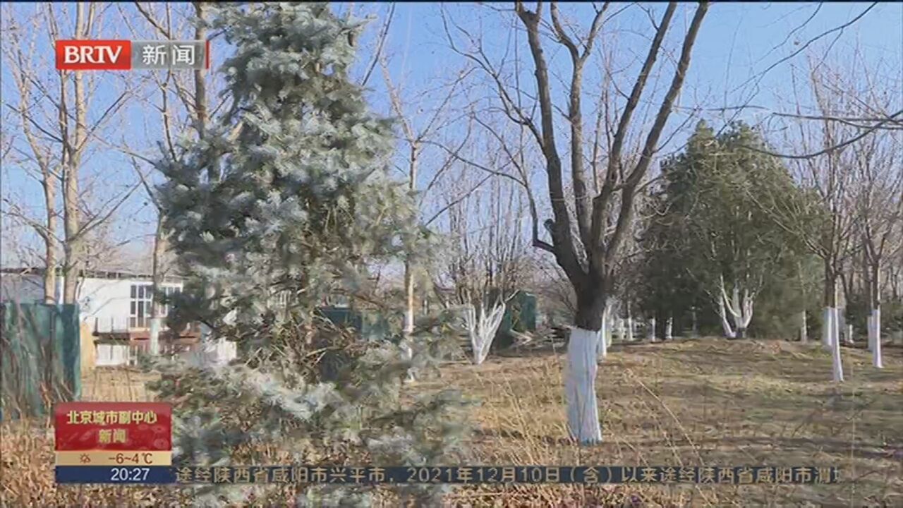 通州区苗圃培育树种添彩北京冬奥会