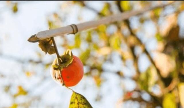古代青楼女子不生孩子,全因为古人有这几种措
