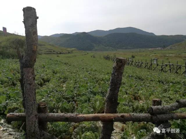 挂职副县长的产业扶贫实践 | 一棵大白菜的困境