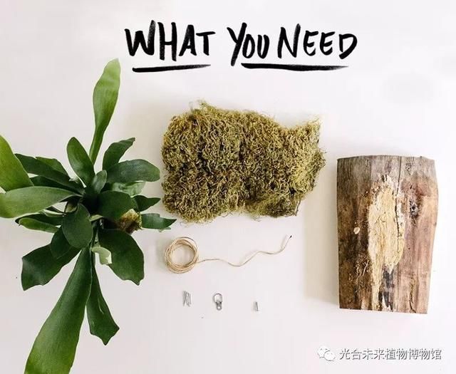 我说鹿啊,你的角怎么都绿了?!火遍INS的网红植