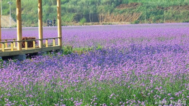 贵州绥阳诗乡花海:景区开发失败的经典案例,收