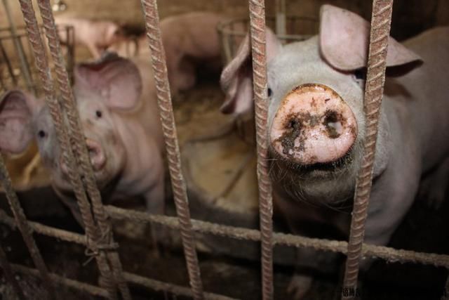 农村老人靠养猪发家致富,两儿子一人一座房