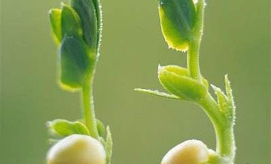 土豆发绿芽含有剧毒物质龙葵碱,可使神经毒性