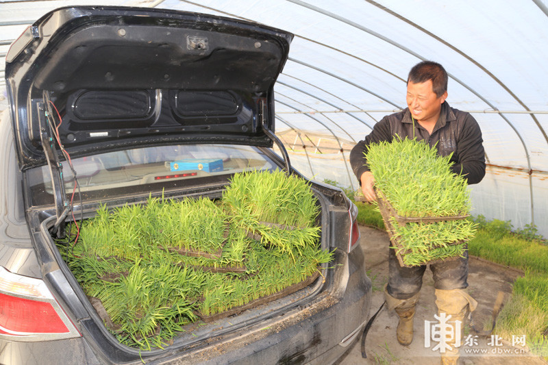 北大仓插秧季 肇源农场插秧忙