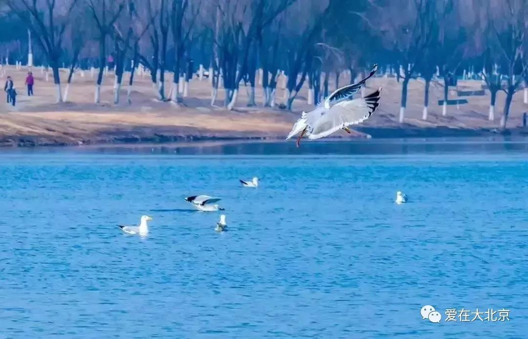 比颐和园还大!北京居然藏了这么美的春游处,90%的人都没去过! 比颐和园还大!北京居然藏了这么美的春游处,90%的人都没去过!
