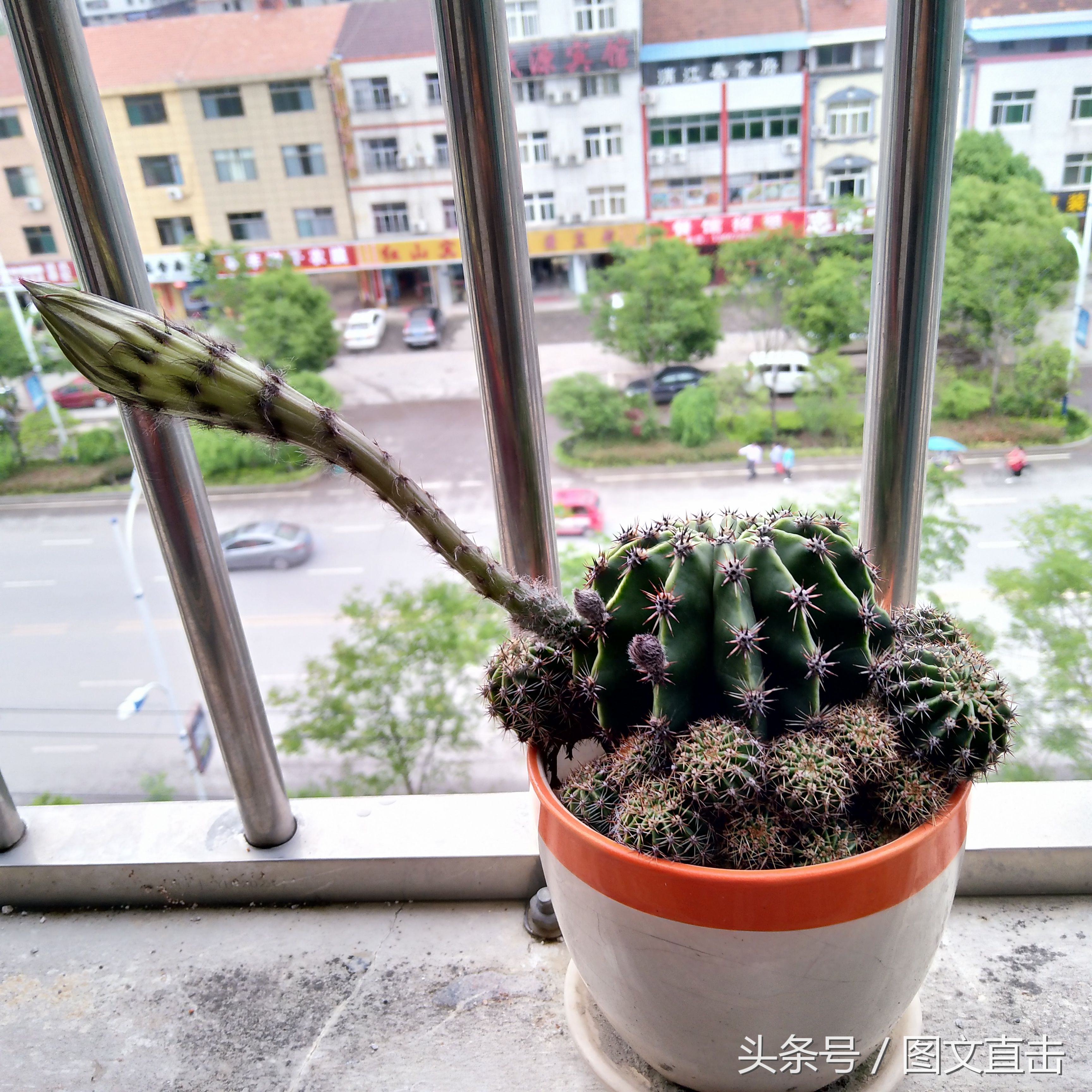 父亲说仙人球开花一定发财,我种的仙人球开花