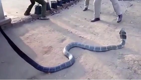 印度旱灾 眼镜王蛇获救援人员喂水