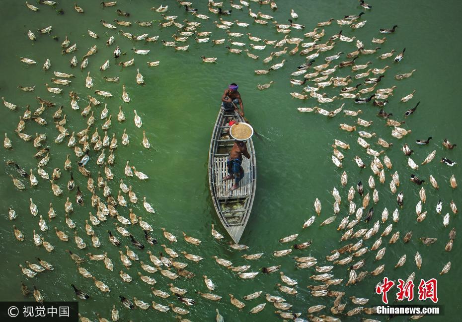 孟加拉百余鸭子绕小船等喂食 景观独特