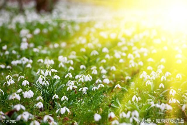 慢阻肺常用的吸入药你用过吗?