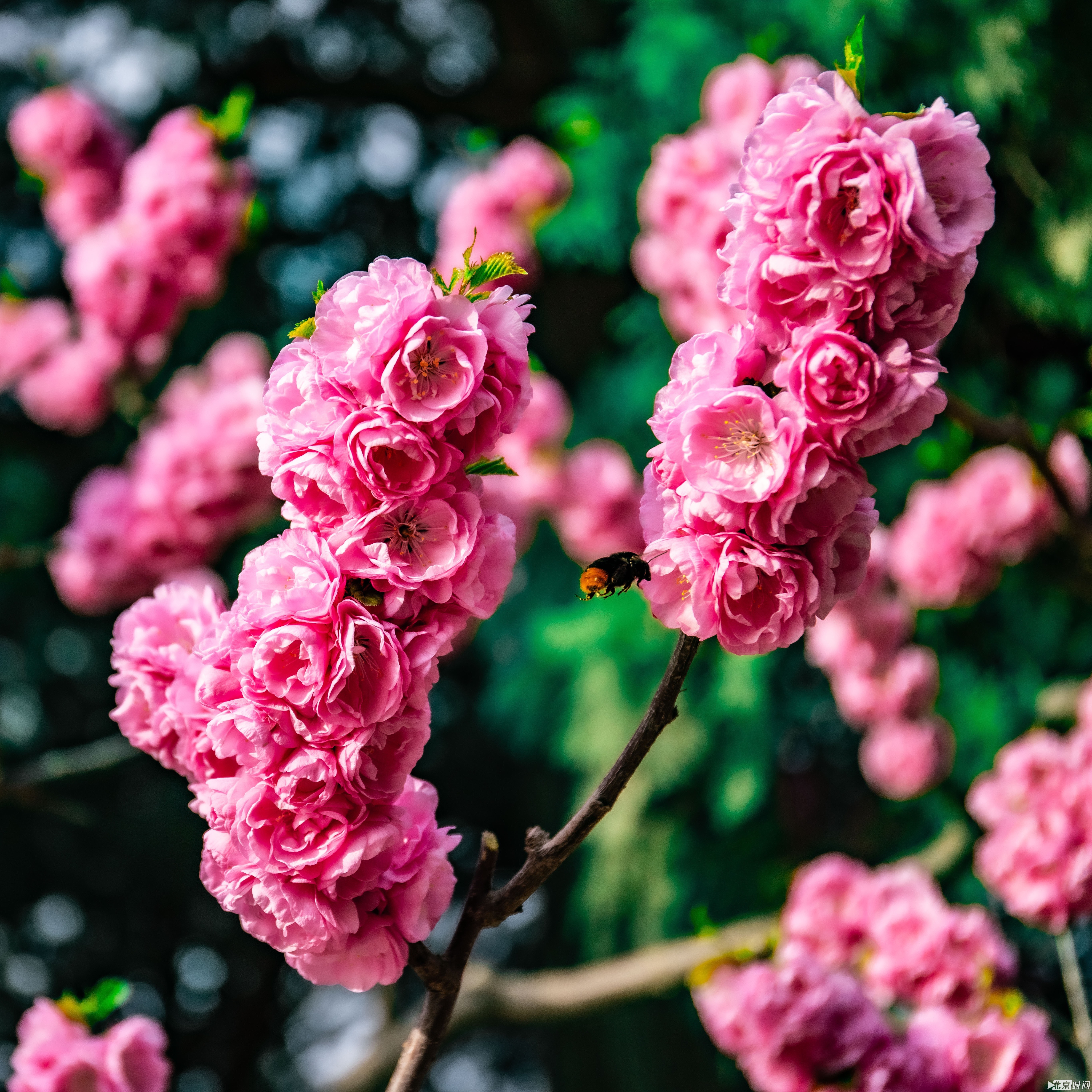 春日“大片”来自北京时间网友 @Slytherin XJ