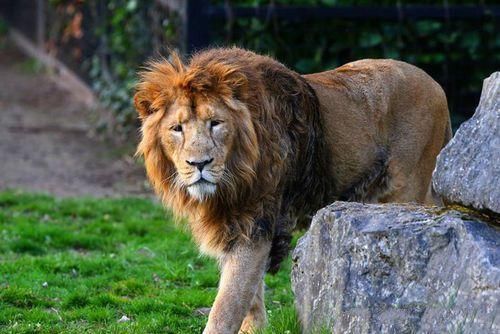 地球上10大隨時可能滅絕的動物,白鰭豚居榜首,中華鱘排第二-北京時間