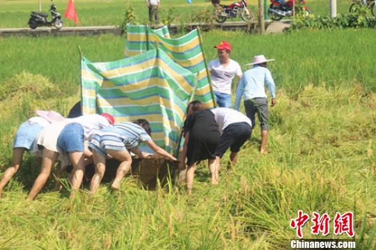 四川兴文组织单身男女青年稻田派对割谷开镰