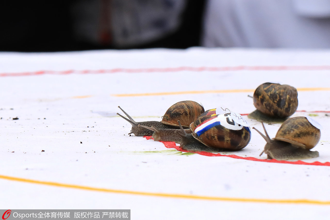 英国举办世界蜗牛赛跑锦标赛 堪称史上最慢赛跑