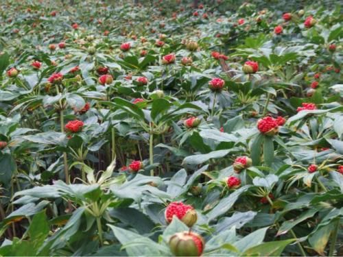 种植这种中药材,每亩可获30多万元,可为何还是