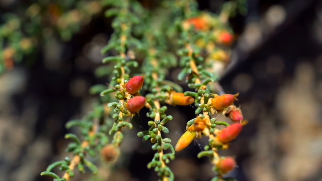 【荒漠植物 美在新疆】沙漠里的盐生植物“三兄弟”