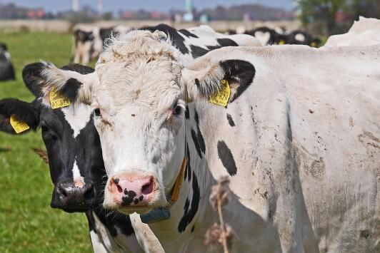 在农村办个小型养牛场要多少钱?贷款好申请吗