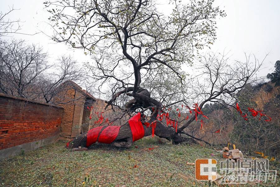 【学思践悟十九大】第一书记讲好故事④|大槐树下的第一书记 【学思践悟十九大】第一书记讲好故事④|大槐树下的第一书记