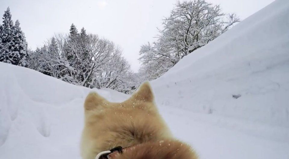 ako和asuka本次的任务是在背带上设置小型摄影机,四处散步,以秋田犬的