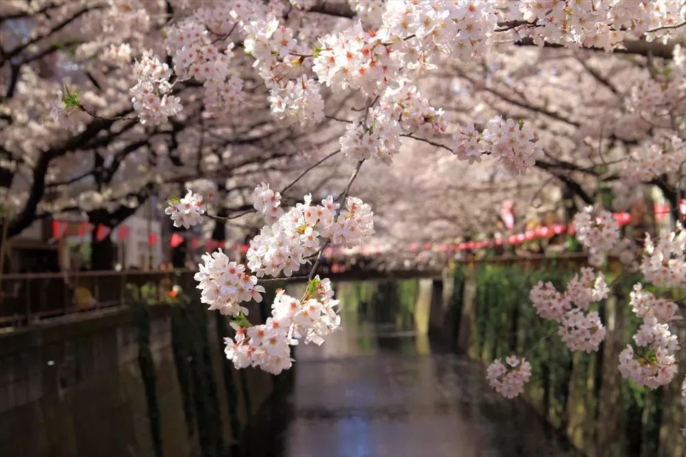速报!2018日本樱花绽放时间表出来啦!飞机票买