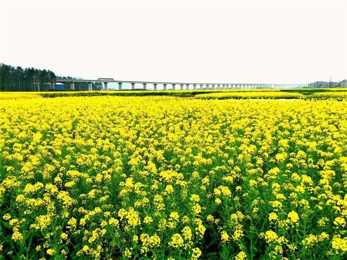 怎么从台湾去张家界旅游,航班、火车、高铁如