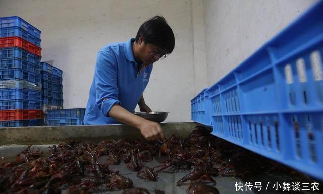 小龙虾养殖需要什么环境条件?!