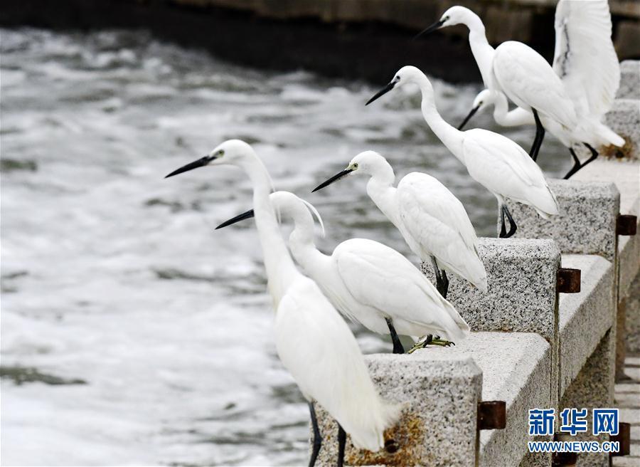 厦门:筼筜湖上白鹭飞