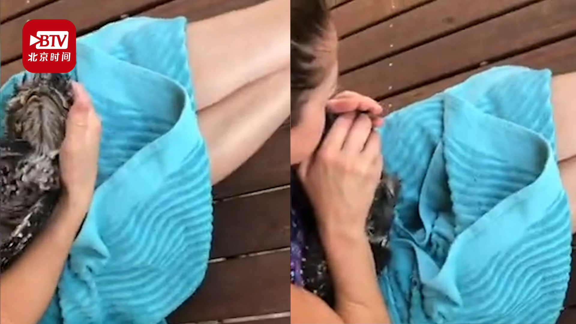 猫头鹰误食蟾蜍将窒息 女子心肺复苏让它又睁开了眼