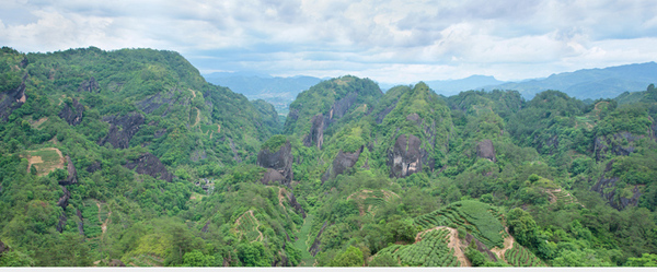 福建武夷岩大红袍价格-正宗大红袍一斤多少钱