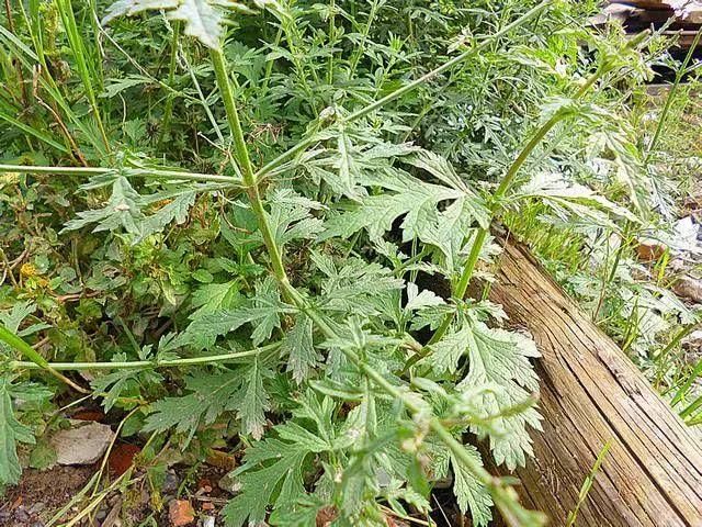 一味毫不起眼的路边野草,却是治疗妇科疾病的经典良药!