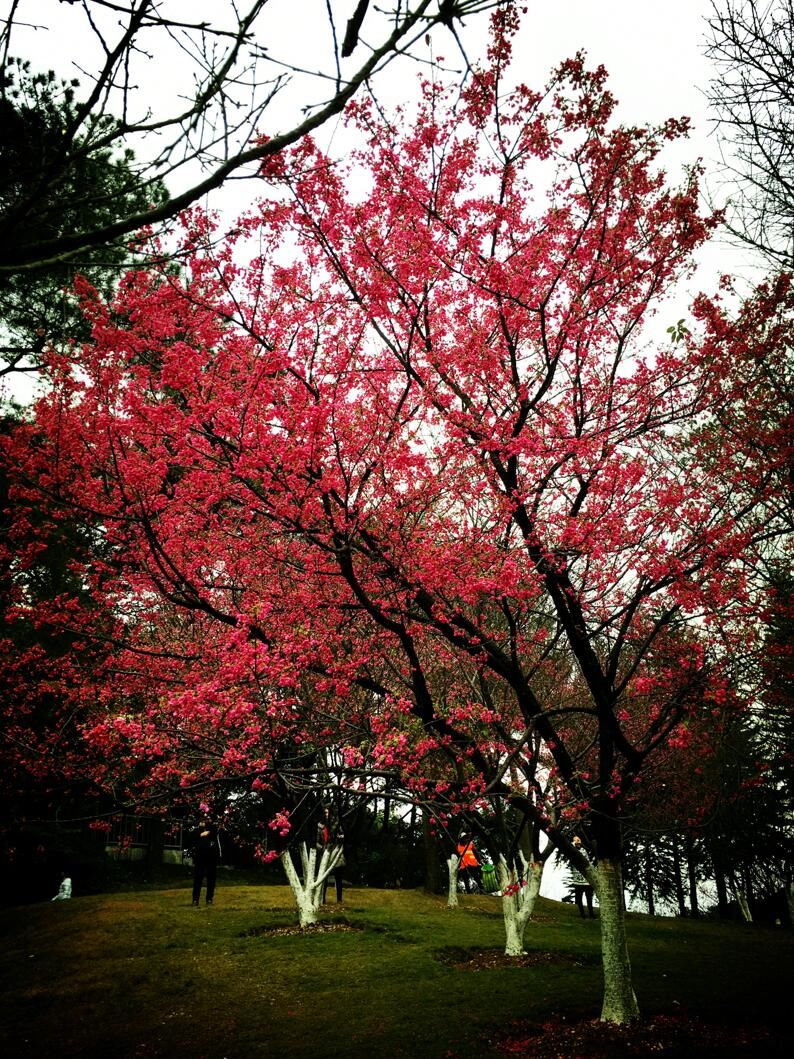 南宁石门森林公园山樱花绚丽绽放,惊艳了南宁