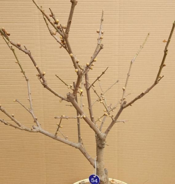 怎样提高腊梅树的种植效益?